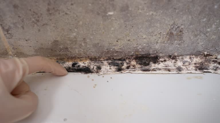 Forensic Mold Investigation in Holly Springs, GA